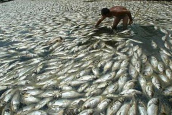 Крушение НЛО у берегов Японии стало причиной гибели миллионов рыб